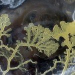 physarum-polycephalum_Hirox2_TS_800px