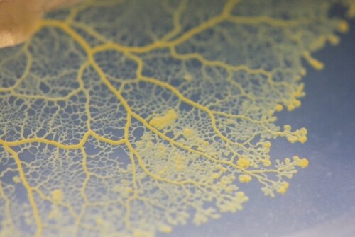 slimemould_sm